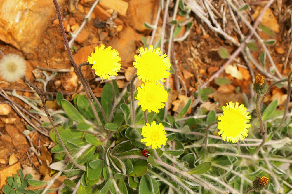 Pilosella officinarum (= Hieracium pilosella) / Pelosella